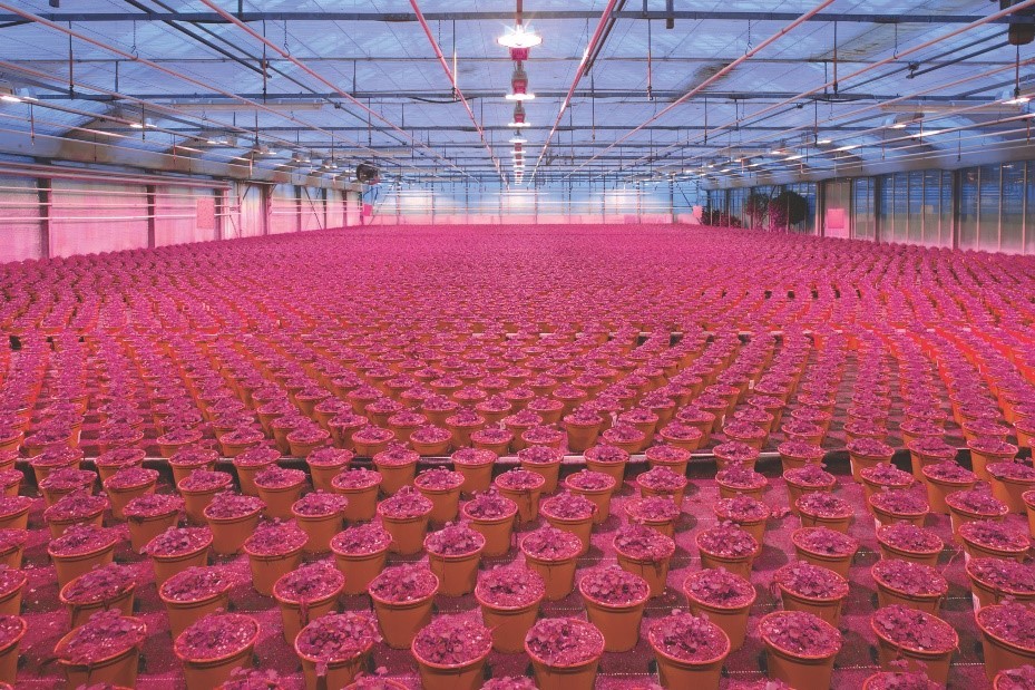 1686801304984289.jpg OSLON Optimal Red LED应用图片.jpg